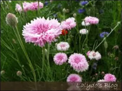 Personne qui n'appartient pas à une communauté tsigane :