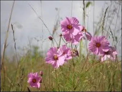En géologie, roche sédimentaire composée de silice, particulière aux Ardennes :