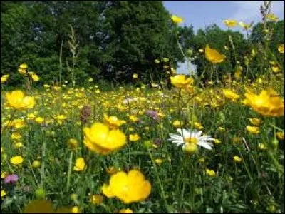 Dialecte parlé dans l'est de la Bretagne et qui serait en voie d'extinction selon l'Unesco :