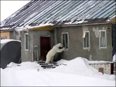 Le plus grand mammifère carnassier du monde est l'ours polaire !