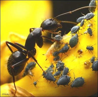Certaines fourmis pratiquent la transhumance des pucerons !