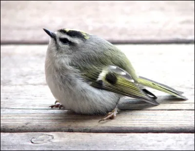 Ce jeune oiseau est un chardonneret !