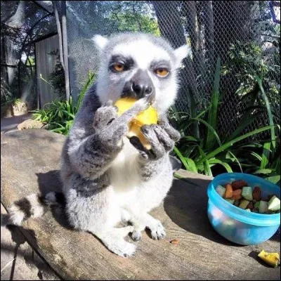 C'est à Madagascar que l'on peut voir ce primate !