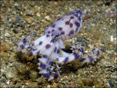 La petite pieuvre à anneaux bleus ne paie pas de mine, 10cms maximum, mais son venin est mortel pour l'être humain, elle en possède d'ailleurs deux différents !