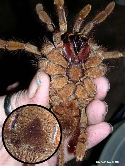 La teraphosa leblondi d'Amérique latine est la plus grosse mygale du monde, sa morsure est mortelle !