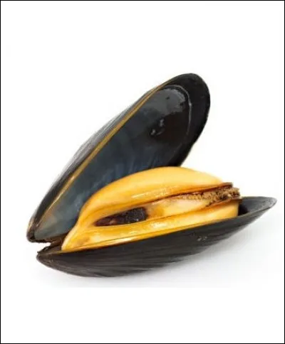 Aimes-tu les moules?