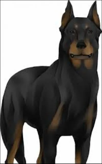 Quel est ton animal préféré ?