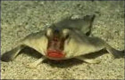 Quel est cet animal ?