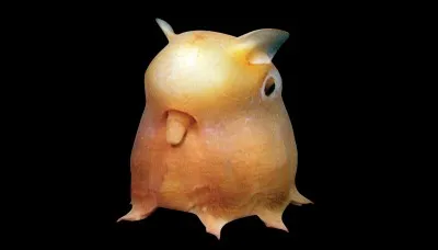 Quel est cet animal ?