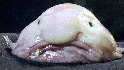 Quel est cet animal ?