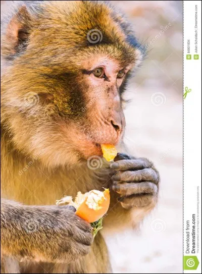 Quel est cet animal ?