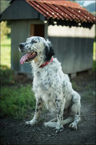 Quelle est la dixième race la plus vendue ?