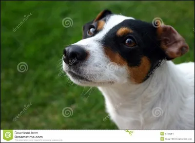 Quelle est la quinzième race la plus vendue ?