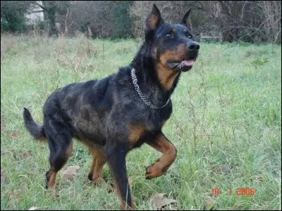 Quelle est la vingtième race la plus vendue ?