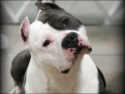 Quelle est la septième race la plus vendue ?