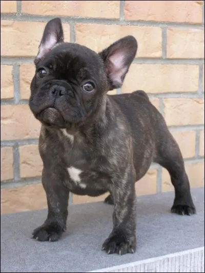 Quelle est la huitième race la plus vendue ?