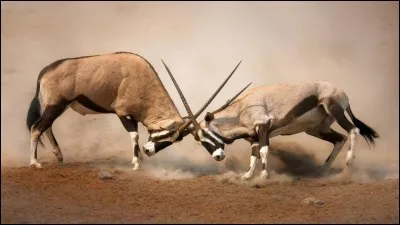 Tu préfères combattre :