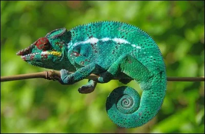 De quelle couleur est le caméléon ?