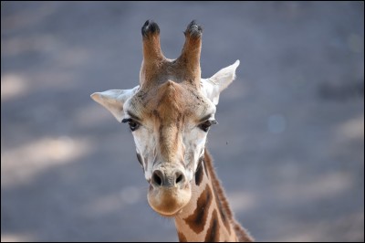 Une girafe peut nettoyer son nez avec sa langue.
