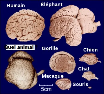 À quel animal ce cerveau appartient-il ?