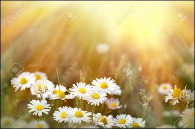 Un dimanche après-midi, tu as un temps libre. Que fais-tu ?