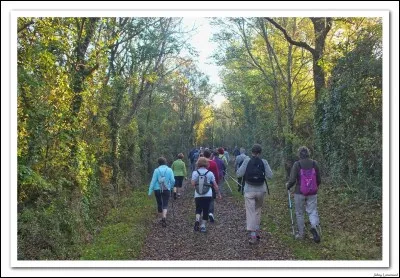 Tu regardes un film, on te propose de faire une petite randonnée en forêt. Y vas-tu ?