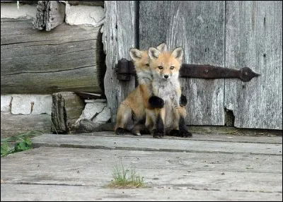 Un conseil : ne buvez pas d'... au volant, vous pourriez en renverser !