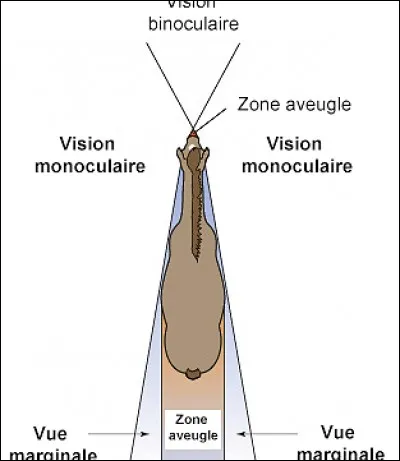 Où se situent les zones aveugles du cheval ?