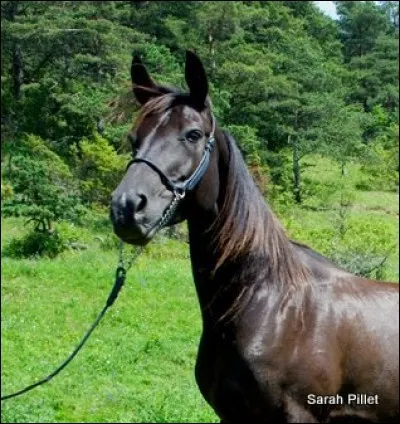 Quelle est cette robe : peau noire, poils et crins chocolat, yeux foncés, extrémités foncées ?
