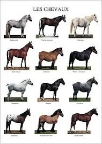 Quels sont les principaux types d'équidés ?