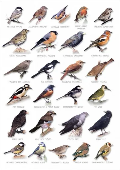 Faisant partie des oiseaux les plus intelligents du monde, je représente aussi la mort pour certains. Qui suis-je ?