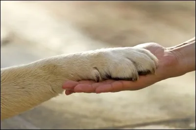 Dressé il y a environ 100 000 ans par l'homme, il a évolué à nos côtés et est aujourd'hui toujours avec nous. Qui est-il ?