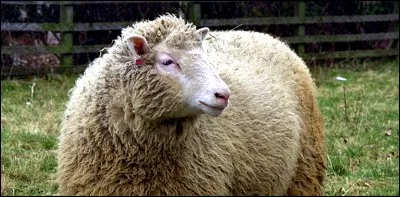 Cet animal est le premier à se faire cloner par l'homme suite aux recherches scientifiques. Comment s'appelle-t-il ?