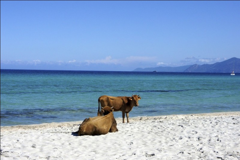 Voici une question vache ! Je vous présente la plage de Saleccia dans le désert des Agriates, où pourrez-vous la découvrir ?