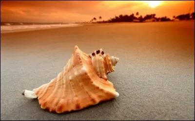 Qui chantait "Sur la plage abandonnée, coquillages et crustacés" ?