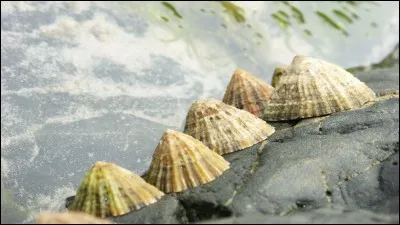 Que sont ces jolis coquillages que vous avez peut-être rencontrés sur la plage ?