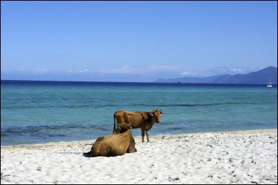 Voici une question vache ! Je vous présente la plage de Saleccia dans le désert des Agriates, où pourrez-vous la découvrir ?