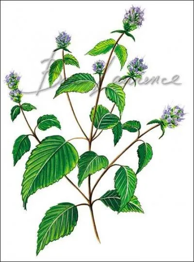 Et pour finir qu'est-ce que c'est ?