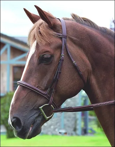 Quelle est cette muserolle ?