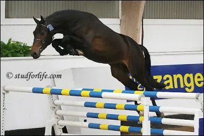 Les phases du saut sont :