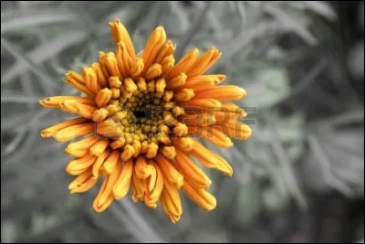 Qui a écrit "Madame Chrysanthème" ?