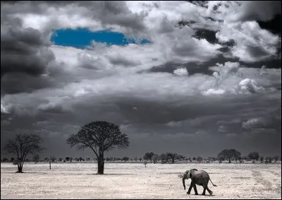 A quoi différencie-t-on l'éléphant d'Afrique et l'éléphant d'Asie ?