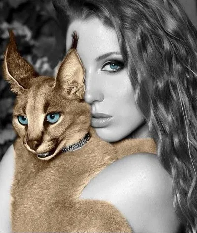 Quelles sont les trois allures du lynx ?