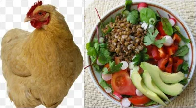 Es-tu du genre végétarien ou carnivore ?