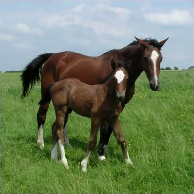 Où une jument met-elle bas ?