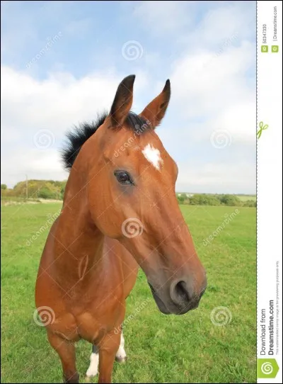 Quand un cheval a ses oreilles en avant, cela veut dire qu'il est :