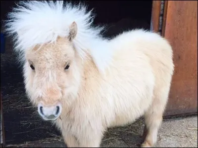 Quel est le cheval le plus petit du monde ?