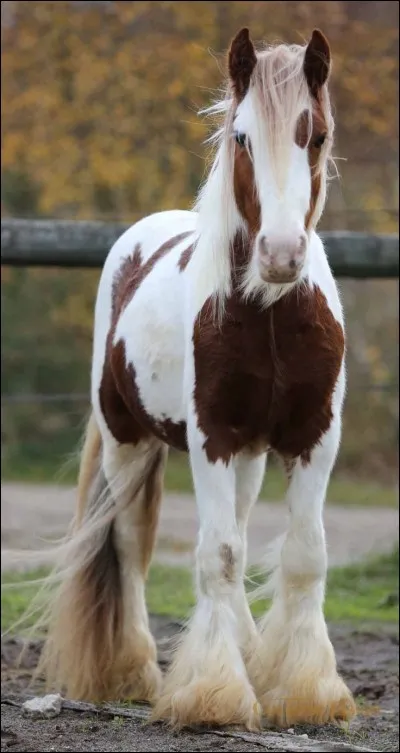 Quels sont les aliments &agrave; &eacute;viter pour les chevaux ?