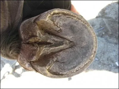 Je suis une poche de sang sur la sole ; que suis-je ?