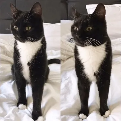 Quel est le nom du nouveau chat de Norman ?